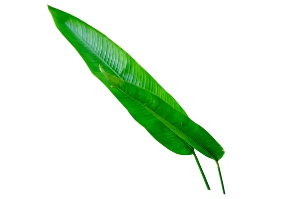 Beyaz Arkaplanda Izole Edilmiş Heliconia Bitkisinin Yeşil Yaprakları Tropik Yeşil — Stok fotoğraf