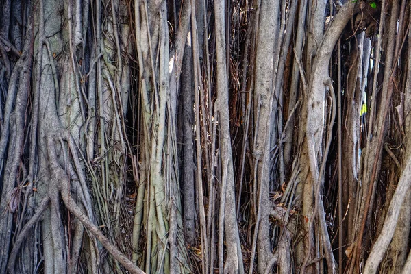 Banyan Tree Roots Intertwined Background — Stock Photo, Image