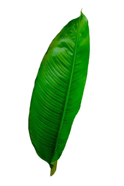 Duże Liście Spathiphyllum Lub Lilii Pokojowej Świeże Zielone Liście Izolowane — Zdjęcie stockowe