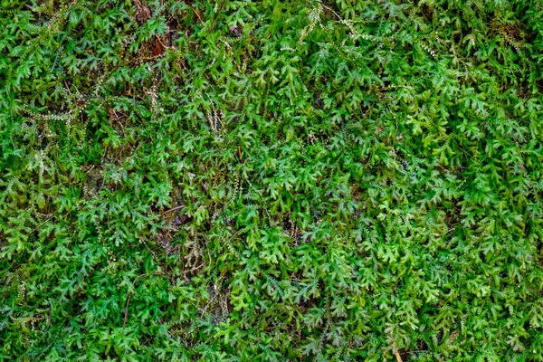 新鮮な緑のシダのセラギネラが壁に — ストック写真