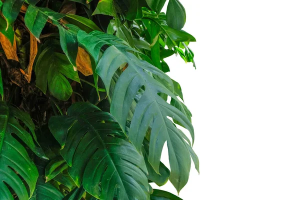 Folhas Verdes Planta Nativa Monstera Epipremnum Pinnatum Liana Crescendo Escalada — Fotografia de Stock