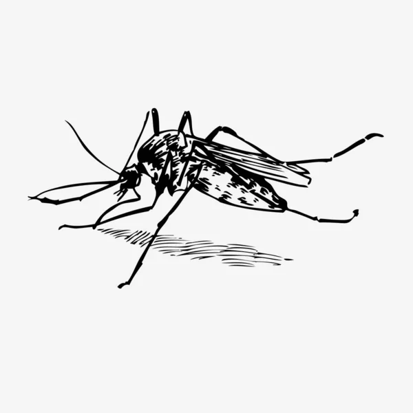 Σκίτσο Σκίτσο Ζωγραφισμένη Στο Χέρι Απεικόνιση Κουνουπιών — Διανυσματικό Αρχείο