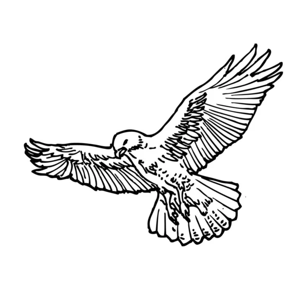 手描きフライングホークアウトラインスケッチ 白い背景に隔離されたベクトル鳥の黒いインクの描画 グラフィック動物イラスト — ストックベクタ