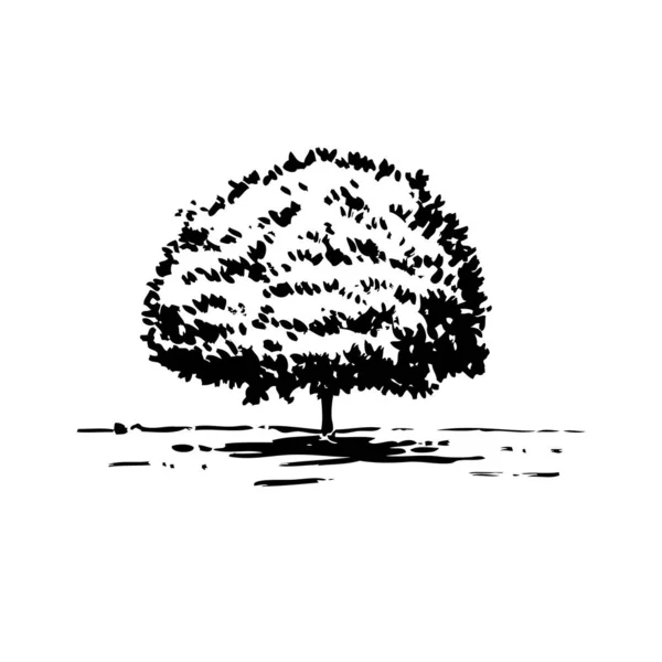 Albero Disegnato Mano Isolato Sfondo Bianco Schizzo Illustrazione Vettoriale — Vettoriale Stock