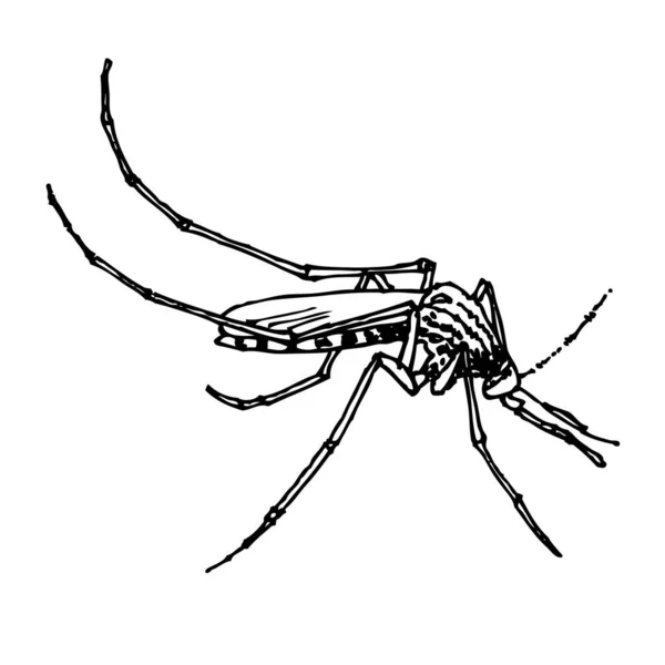 Κουνούπι Χειρός Εικονογράφηση Διανύσματος — Διανυσματικό Αρχείο