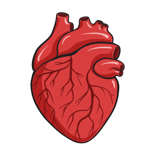 Векторная Иллюстрация Человеческого Сердца Белом Фоне — стоковый вектор