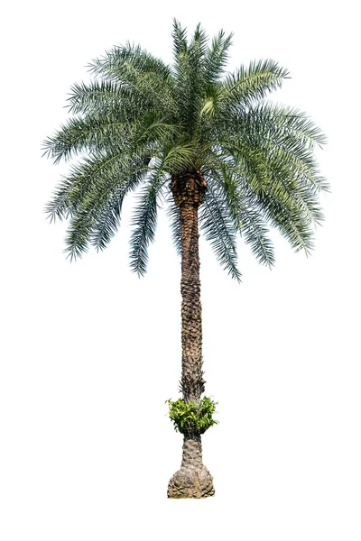 Пальма Ізольована Білому Фоні — стокове фото