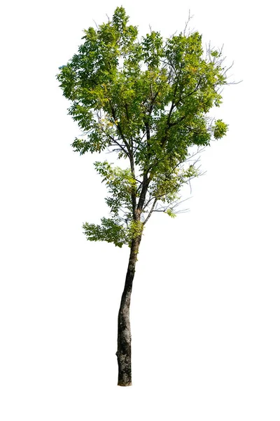 Beyaz Arka Planda Izole Edilmiş Ağaç Kırpma Yolu Dolichandrone Serrulata — Stok fotoğraf