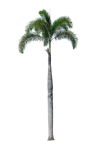 Wodyetia Bifurcata Liščí Ocas Palma Druh Palmy Čeledi Arecaceae Izolované — Stock fotografie