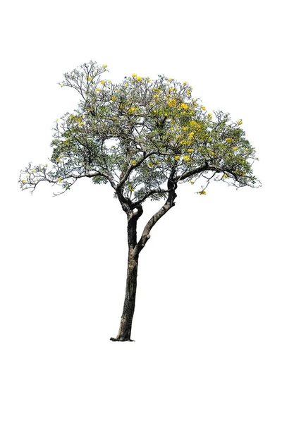 Tabebuia Aurea隔離された 金の木 パラグアイの銀トランペット Tabebuia Aureaクリッピングパスを持つ背景のために隔離された花 — ストック写真