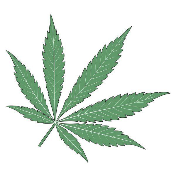 Cannabis Marijuana Leaf on White Background Vector Illustration