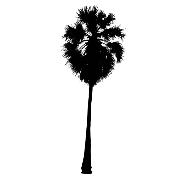 Palmira Silhouette Palma Segno Naturale Isolato Vettore — Vettoriale Stock