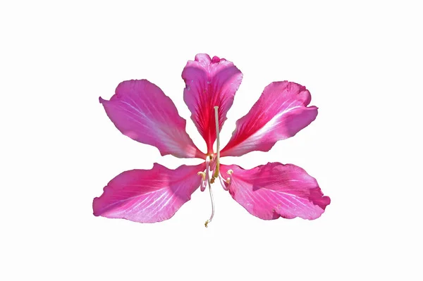 Bauhinia Purpurea Flower Hong Kong Orchid Isolated White Background Clipping — Stock Photo, Image