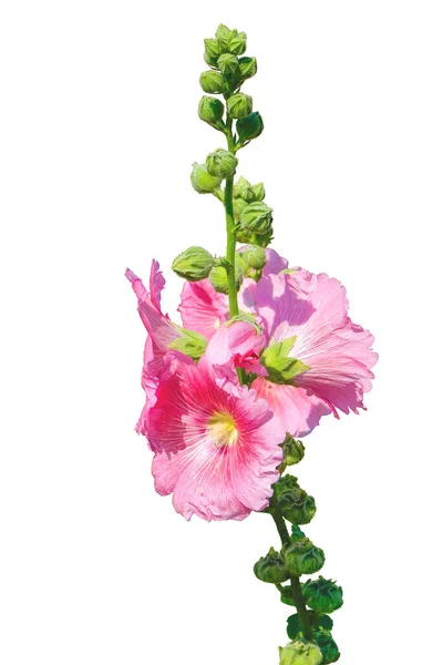 Beautiful Fresh Pink Hollyhock Flower Bunch Isolated White Background Clipping — Stock Photo, Image