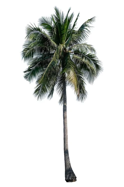 Kokosové Palmy Zelenými Listy Izolované Bílém Pozadí — Stock fotografie
