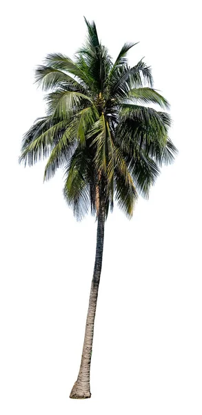 Coconut Palm Med Gröna Blad Isolerad Vit Bakgrund Med Klippning — Stockfoto