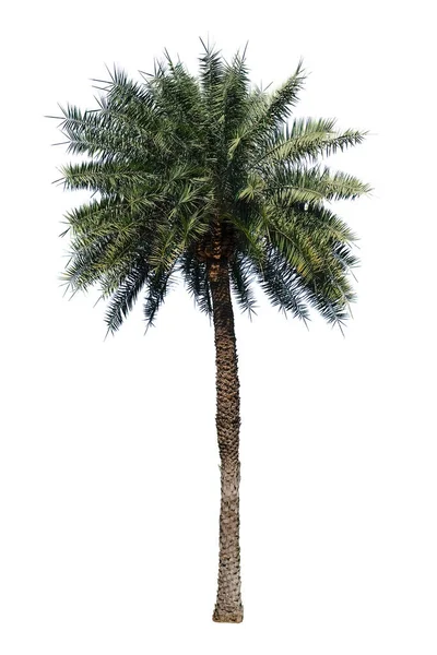 Palmy Izolované Bílém Pozadí Oříznutou Cestou — Stock fotografie