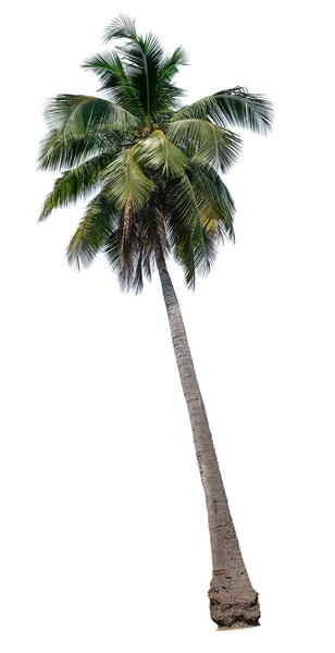 Kokospalmträd Med Gröna Blad Isolerade Vit Bakgrund Med Klippning Väg — Stockfoto