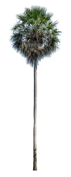 Palme Isoliert Auf Weißem Hintergrund Mit Schnittpfad — Stockfoto