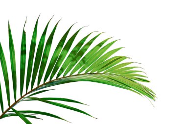Coconut leaves , Green plam leaves, Tropical foliage isolated on white background with clipping path