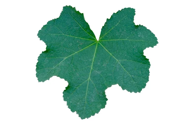 Hollyhock Leaves Isolated White Background Clipping Path — Stock Photo, Image