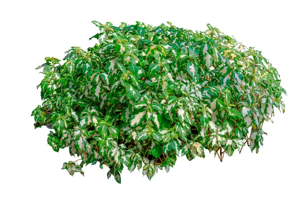 白地にカリカチュア植物 グラプトハイラム ピクトゥム クリッピングパス 熱帯緑植物 — ストック写真