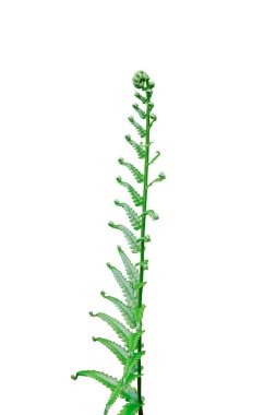 Eğreltiotu yaprağı beyaz arkaplanda izole edilmiş, kırpma yolu ile.