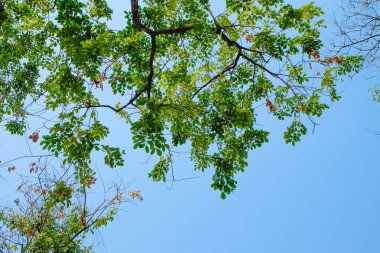 Mavi arka planda taze yeşil yapraklı ağaç dalları.