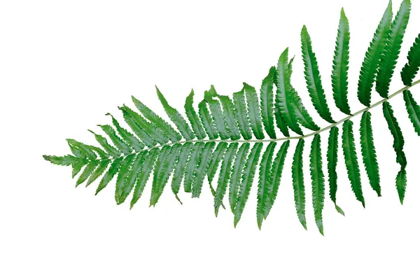 Fern Leaf Isolated White Background Clipping Path — Stock Photo, Image