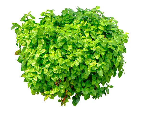 Plumbago Zeylanica Ist Eine Wichtige Heilpflanze Ist Ein Kleiner Ausladender — Stockfoto