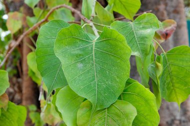 Arka planda güzel yeşil Bo yaprağı, Budizm Yaprakları konsepti