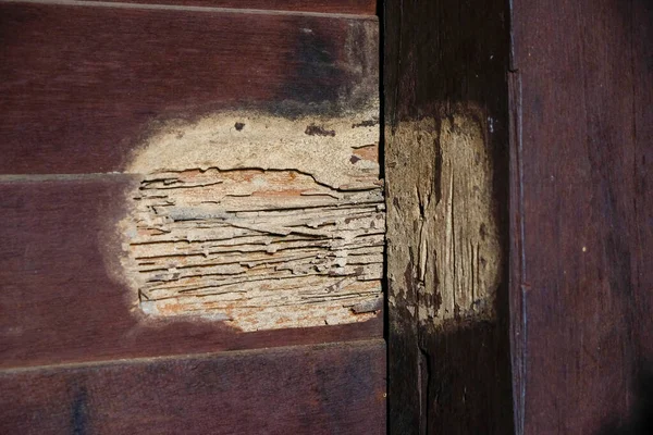 The termite nest in a old wooden wall. House problems concept. Termite damage on external structure