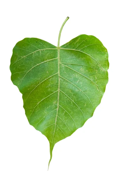 Schöne Grüne Blatt Blätter Des Buddhismus Konzept Isoliert Auf Weißem — Stockfoto