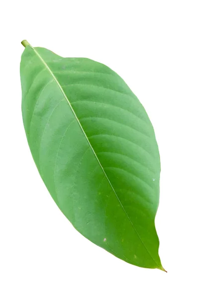 Pride India Green Leaves Lagerstroemia Isolated White Background Clipping Path — Stock Photo, Image