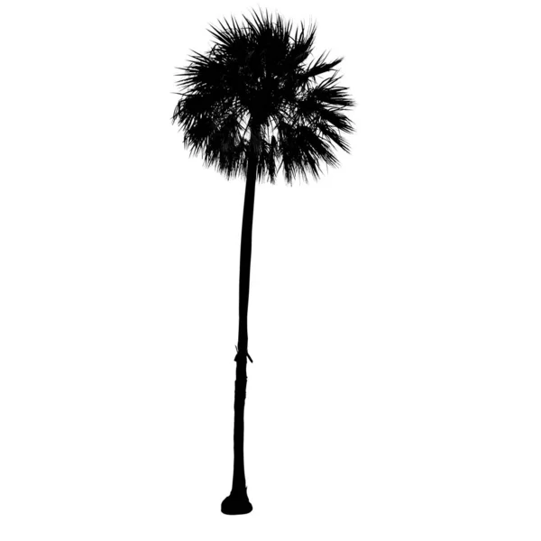 Socker Palm Träd Svart Siluett Isolerad Vit Bakgrund — Stock vektor