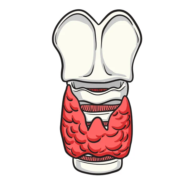 Schilddrüse Zwei Seitenlappen Kehlkopf Luftröhre Weißer Hintergrund Medizinische Illustrationsvektoren — Stockvektor