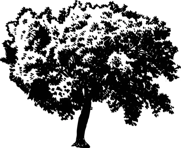 Albero Vettoriale Illustrazione Disegnata Mano Sfondo Bianco Bianco Nero — Vettoriale Stock