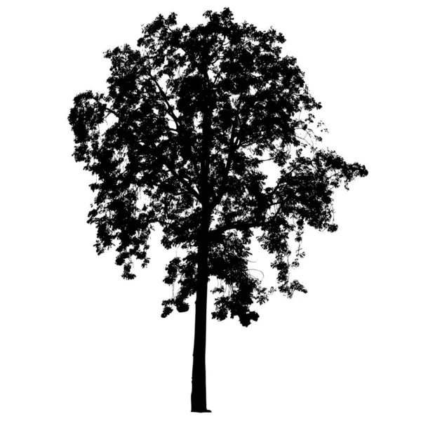 Krásná Silueta Vektorového Stromu Vektorová Ilustrace — Stockový vektor