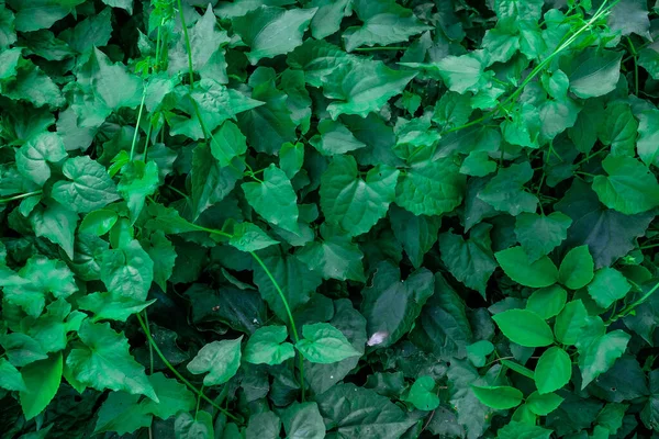 Close Vista Natureza Textura Folha Verde Conceito Papel Parede Escuro — Fotografia de Stock