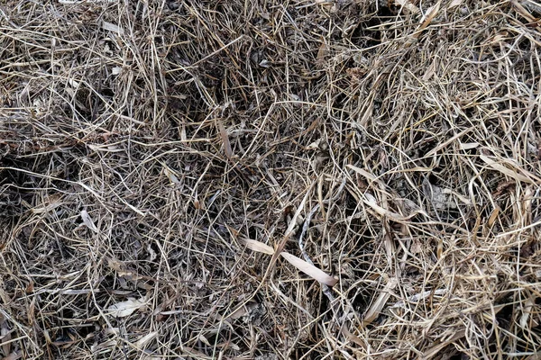 Разлагающиеся Сухие Листья Земле Текстуры Фон — стоковое фото
