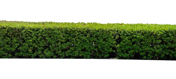 Green Hedge Green Leaves Wall Isolado Fundo Branco Com Caminho — Fotografia de Stock