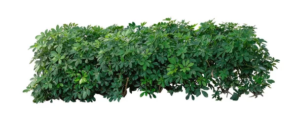 Dwarf Umbrella Tree Green Plant Schefflera Arboricola Shrub Tree Garden — Stock Photo, Image