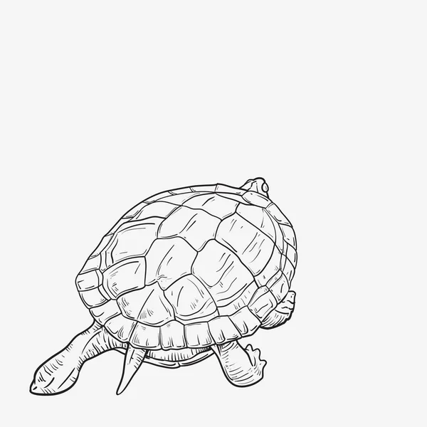 Żółw Graficzny Izolowany Białym Tle Ilustracja Wektora Zwierzę Tatuujące Żółw — Wektor stockowy