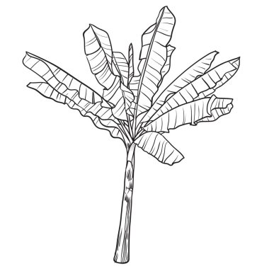 Beyaz arka planda izole edilmiş el yapımı muz tropikal ağacı, vektör illüstrasyonu 