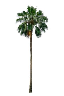 Beyaz arkaplanda izole edilmiş palmiye ağacı, kırpma yolu ile.