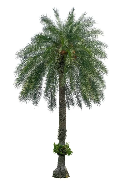 Palm Tree Isolerad Vita Bak — Stockfoto