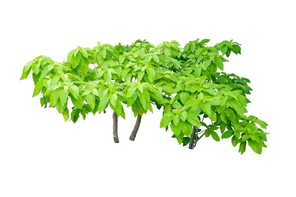 Tropische Plant Pisonia Grandis Tree Pisonia Alba Ornamental Plant Geïsoleerd — Stockfoto
