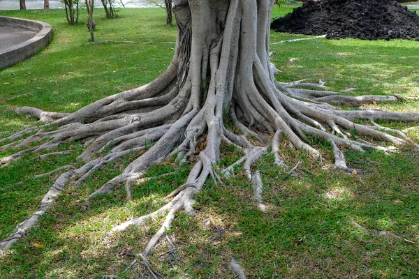 Banyan Tree Root Background Tree Roots Green Gras — Stock Photo, Image