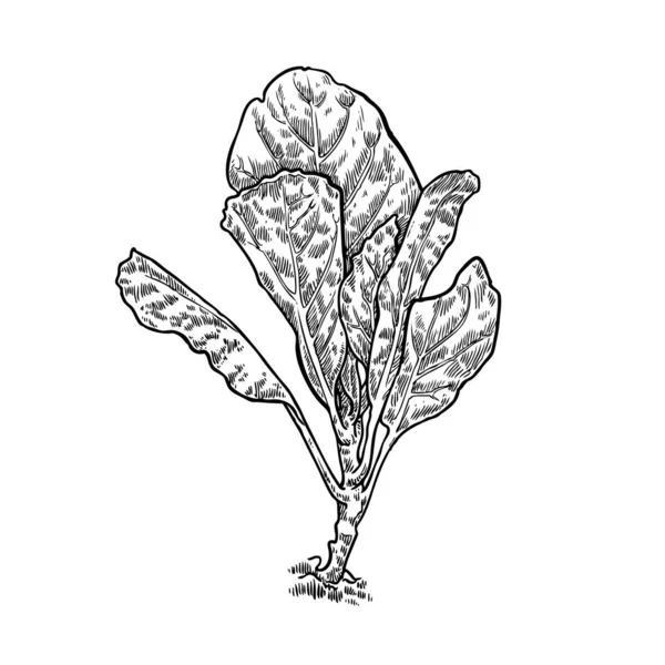 Col Rizada China Brócoli Chino Vegetal Dibujo Mano Bosquejo Vector — Archivo Imágenes Vectoriales
