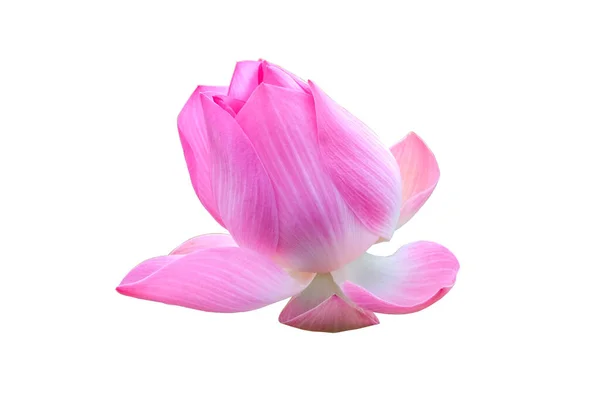 Beautiful Pink Lotus Flower Isolated White Background Clipping Path — Stock Photo, Image